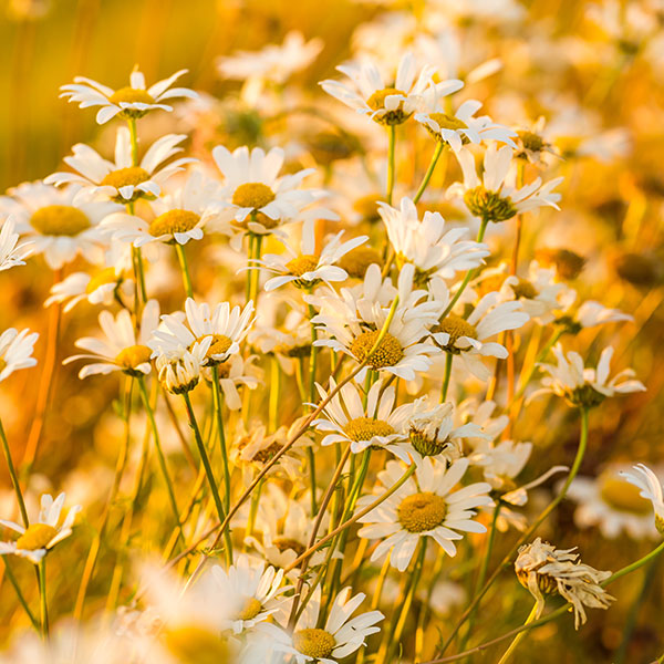 洋甘菊